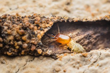 Hasarlı bir ahşap parçasında oluşturduğu tünelden çıkan bir termit, bu böceklerin yıkıcı doğasını vurguluyor.