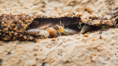 Tahta parçalarını istila eden ve tüketen termitlerin yakın çekimi bu böceklerin yıkıcı doğasını ve evlere ve yapılara verebilecekleri potansiyel hasarı vurguluyor.