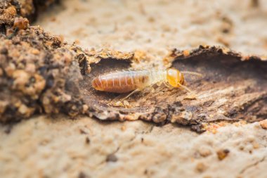 Çürüyen bir tahta parçasını araştıran bir termitin yakın çekimi, böceğin ekosistem bozulmasındaki rolünü ve ahşap yapılar için oluşturduğu potansiyel tehdidi vurguluyor.