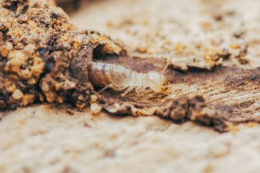 Bir tahta parçasının üzerinde sürünen işçi bir karıncayı yakından çekerek evin yapısına zarar vererek bu böceklerin yıkıcı doğasını vurguluyor.