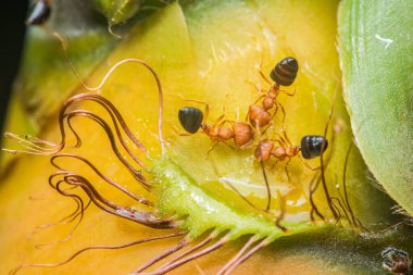 Weaver karıncaları yiyecek taşıyor ve bir ananas bitkisinin üzerinde sürünüyorlar, canlı bir tropikal ortamda işbirlikçi yiyecek arama davranışlarını sergiliyorlar.