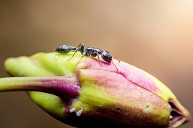 Siyah karınca, doğal ortamında renkli bir çiçek tomurcuğunu keşfediyor. Doğanın hassas dengesini ve böcek dünyasının küçük harikalarını gösteriyor.