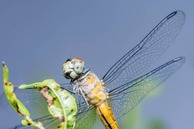 Turuncu gövdeli canlı bir yusufçuk ve yeşil bitki örtüsü üzerinde dinlenen şeffaf kanatlar. Bulanık mavi arka plan, karmaşık kanat desenleri ve bileşik gözler.