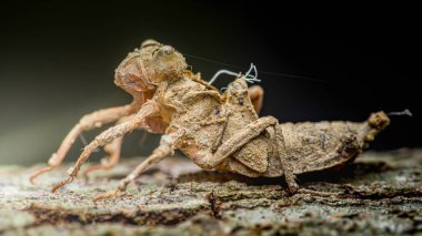 Yusufçuk Exuvia 'nın yakın plan görüntüsü, bir yusufçuk perisinin atılmış dış iskeleti, bir ağacın dokulu kabuğuna yapışmış, işleminin karmaşık detaylarını gösteriyor..