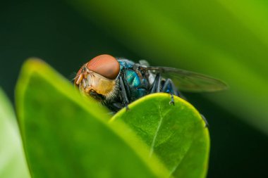 Yanardöner mavi ve yeşil bir gövdesi ve geniş kırmızı gözleri olan mavi bir sineğin yakın çekimi, canlı yeşil bir yaprağın üzerine tünemiş doğal bir arka plana karşı
