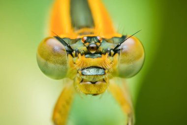 Makro fotoğrafçılık, bir kız böceğinin kafasının karmaşık detaylarını yakalar, büyük bileşik gözlerini, hassas antenlerini ve avını yakalamak için kullanılan karmaşık ağız parçalarını ortaya çıkarır.
