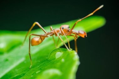 Karınca taklidi yapan örümcek Myrmarachne plataleoides, ya da kerengga karınca benzeri Jumper, canlı yeşil bir yaprak üzerinde ustalıkla dokumacıyı taklit ederek, olağanüstü bir hayatta kalma adaptasyonunu ön plana çıkarıyor.