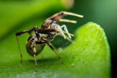 Zıplayan bir örümceğin canlı yeşil bir yaprak üzerinde avını etkin bir şekilde tüketen makrofotografı örümceğin anatomisinin ve doğadaki yırtıcı davranışlarının karmaşık detaylarını gözler önüne seriyor.
