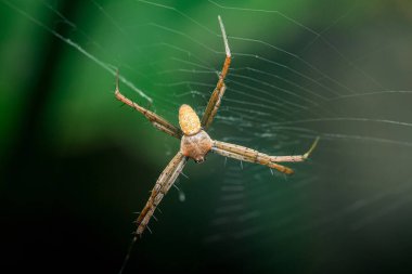 Bir örümceğin, verimli bir ormanın canlı yeşilliği arasında karmaşık ağını özenle örerken, doğanın narin mimarlarının sanatını gözler önüne seriyor.