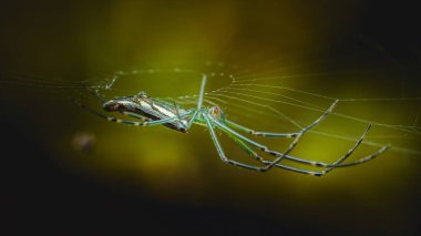 Uzun bacaklı yeşil örümcek, karmaşık bir ağ örüyor, doğanın narin sanatını, yumuşak ve bulanık arka planda sergiliyor, canlı renkleri ve ince detayları vurguluyor.