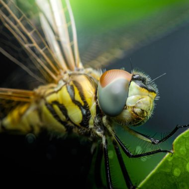 Canlı yeşil bir yaprağın üzerinde dinlenen bir yusufçuğun aşırı yakın çekimi kafasının karmaşık detaylarını, büyük bileşik gözlerini ve hassas kanatlarını sergiliyor.