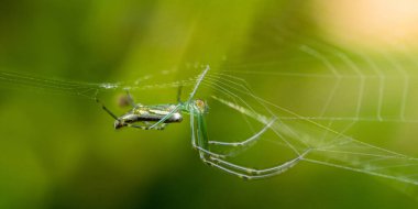 Canlı yeşil bir örümceğin yakın plan çekimi, doğanın narin güzelliğini ve karmaşık tasarımını vurgulayan, yumuşak, bulanık yeşil bir arka planla çevrili, karmaşık örümceği sabırla bekliyor.