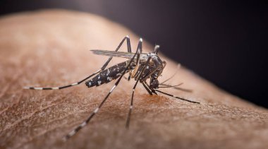 Aedes aegypti sivrisineğinin insan derisinden kan emmesi Dang humması, Zika virüsü ve chikungunya gibi hastalıkların riskini vurguluyor..