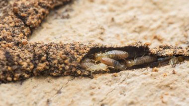 İşçi ve asker termitlerin yakın çekimleri tüneller inşa ediyor ve odun yiyor, bir evde yapısal hasara neden oluyor, bu zararlı böceklerin doğasını vurguluyor.