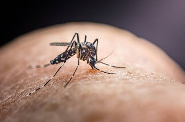 Aedes aegypti sivrisineğinin insan derisinden kan emmesi Dang humması, Zika virüsü ve chikungunya gibi hastalıkların riskini vurguluyor..