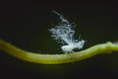 Nazik, beyaz bir planthopper perisinin yakın çekimi. Parlak yeşil bir bitki gövdesine yapışmış ağda lifleri koyu renge karşı. Bulanık arkaplan, Böcekler makro seçici odak, Tayland 'da Chumphon.