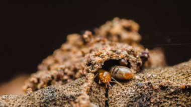 Tahta yüzeyde tüneller inşa eden, zararlı davranışlarını gösteren ve böcek kontrolünün önemini vurgulayan termitlerin yakın çekim makro görüntüsü, Tayland 'daki böcek seçici odak noktası, Chumphon.