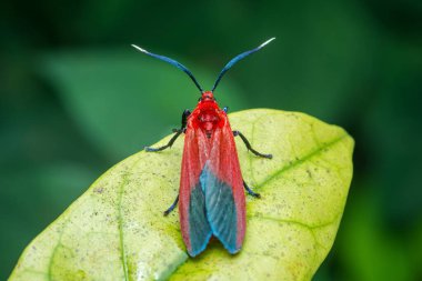 Canlı kırmızı kanatları ve mavi kanatları olan Cinnabar güvesi, mavi anten ve bacakları sergiliyor, yumuşak bulanık bir arkaplanda, parlak yeşil bir yaprağın üzerinde huzur içinde dinleniyor.