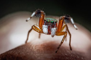Jumping spider with striking vibrant colors on its face and large eyes looking directly forward, showcasing intricate details and textures in a deep macro view