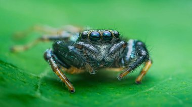Jumping spider with prominent large blue eyes and hairy pedipalps standing on a vibrant green leaf, showcasing its intricate morphology and detailed texture in a close-up view