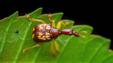 Uzamış boynu ve çarpıcı kırmızı ve sarı desenleriyle, parlak yeşil bir yaprağın üzerinde duran zürafa buğday biti detaylı bir makro görüşe sahipti.