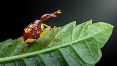 Giraffe weevil with its distinctive long neck and antennae inspecting a vibrant green leaf, showcasing its unique patterns and colors in a detailed macro perspective