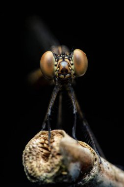 Koyu bir arkaplan üzerinde dinlenen küçük hanım sineği, onun büyük bileşik gözleri ve karmaşık yüz işaretleri belirgin ayrıntılı bir makro perspektif gösterilir