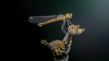 Sarı ve siyah çizgili bir gövde ve büyük bileşik gözler, tahta bir dal üzerinde tüneyerek sağa bakıyor ince kanatları ile karanlık, odak dışı bir arka plan karşı görünür