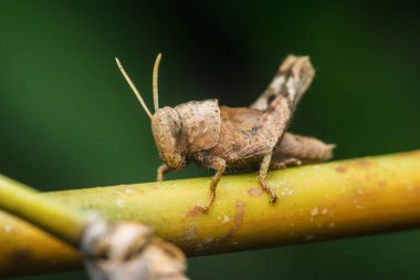 Kahverengi çekirge kendisini canlı yeşil bir gövdede kamufle ediyor. Karmaşık detaylarını ve dokusunu doğal koyu yeşil bir arka plana karşı sığ bir alan derinliğinde sergiliyor.