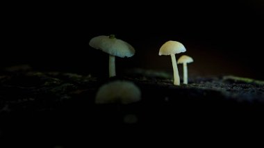 Geceleri karanlık orman zemininde büyüyen narin, küçük beyaz mantar grupları, yumuşak, ruhani bir parıltı yayarak doğada mistik ve biyolüminesans bir sahne yaratıyor.