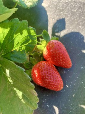 strawberry plantation two strawberries to harvest  clipart