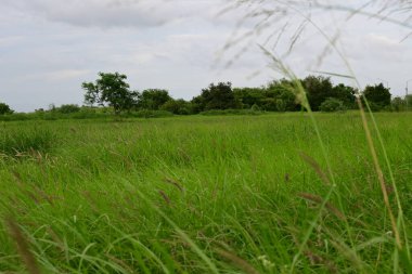 Yeşil çayır ve bulutlu mavi gökyüzü
