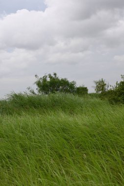Buğday tarlası ve mavi gökyüzü olan güzel bir manzara.