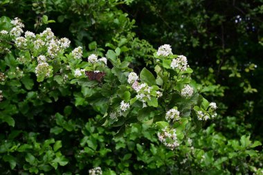 İlkbaharda bir çalılığın çiçekleri