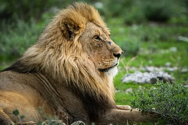 stock image Male Lion in Etosha