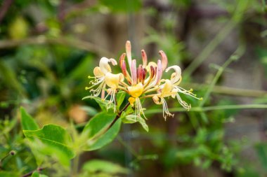 Doğal ortamda sıradan bir kadın eğreltiotu