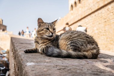 Eski şehrin duvarındaki kedi