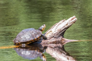 Ormandaki gölde büyük bir kaplumbağa.