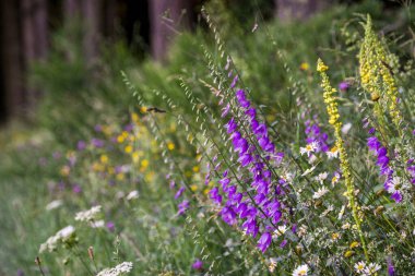 Bulanık bir arkaplanda güzel çiçeklerin yakın plan çekimi.