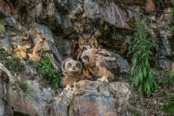 stock image Eagle owl feeds it's owlets with fox