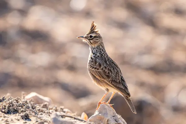 stock image crested lark in the nature habitat