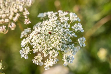 Bahçedeki beyaz çiçekleri kapat.