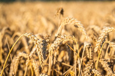 Yazın altın buğday tarlası