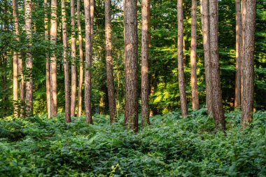 Ağaçlar ormanı, yeşil yapraklar