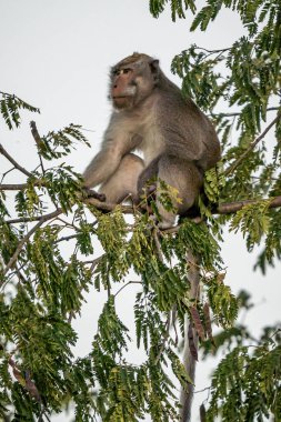 Bali ormanındaki maymun