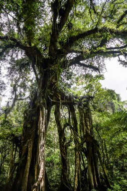 Ormandaki güzel yeşil tropikal orman