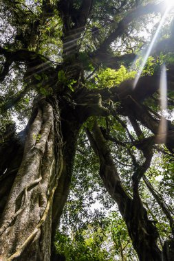 Dalları ile parlayan güneş
