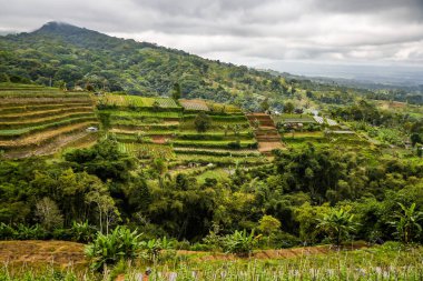 Sabah yeşil pirinç tarlaları, Bali Adası, Endonezya