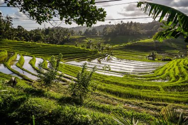 Ubud, Endonezya 'da pirinç terasları