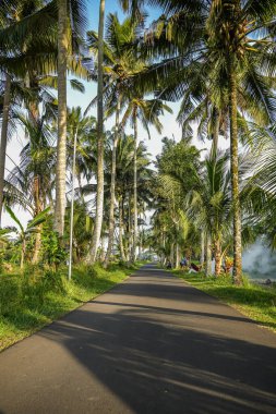 Tropikal ormanda yol boyunca palmiye ağaçları.